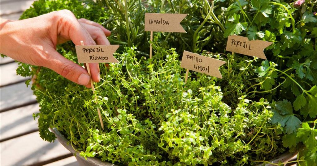 Hierbas aromáticas en la gastronomía