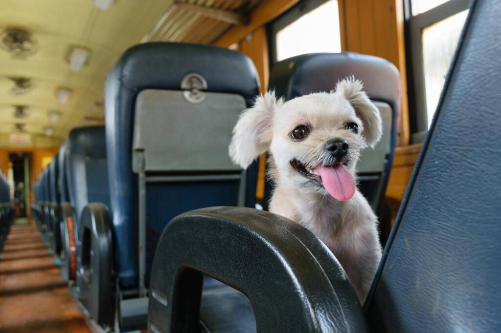 Consejos para viajar con mascotas