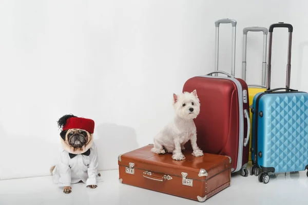 viajes con mascotas